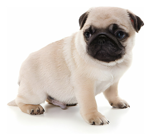 Perros Pug Con Registro Cachorros Doguillo Puppy Pet Can