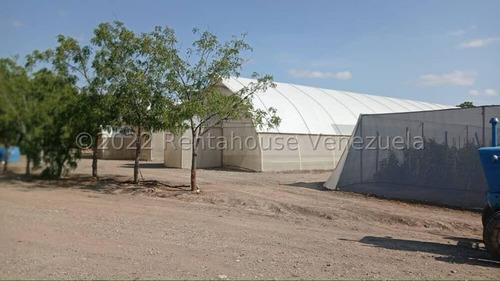 Imagen 6 de 30 de Fina En Venta Quibor Estado Lara, 04245937542