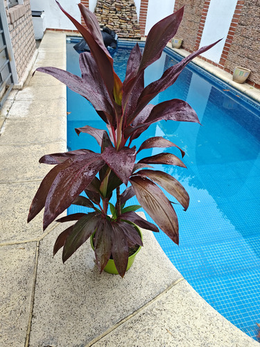Cordyline Rubra Hermosas.villa Mitre.caba