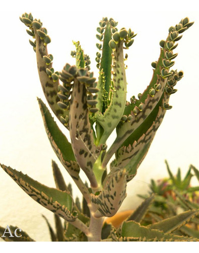 100 Hojas De Aranto Prodigioso Kalanchoe Daigremontiana