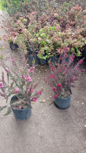 Imagen 5 de 7 de Leptospermo, Leptospermum, Leptospermum Scoparium 4lts
