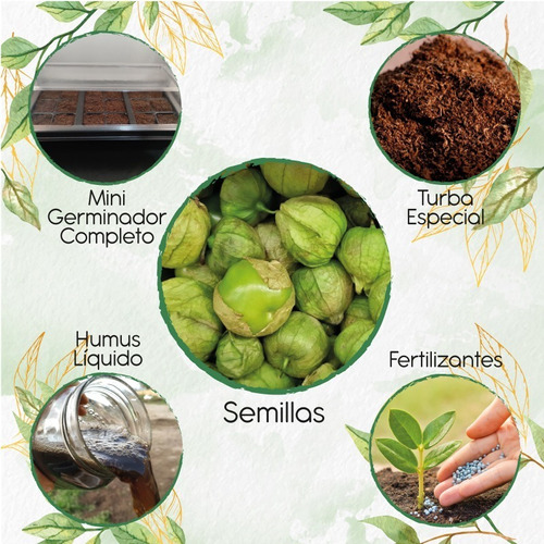 100 Semillas De Physalis Ixocarpa + Kit De Germinación Espec