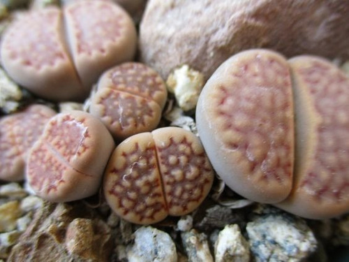 Semillas Cactus -  Lithops Halli