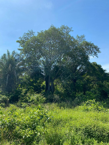 Imagem 11 de 14 de Vendo Fazenda 2900 Hectares Regiao De Cocalinho (6120)