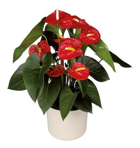 Imagen 3 de 3 de 15 Semillas De Planta Floral En Maceta Anthurium Rojo