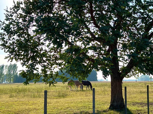 Imagen 1 de 20 de Venta Chacra 15 Hectareas Cañuelas Buenos Aires