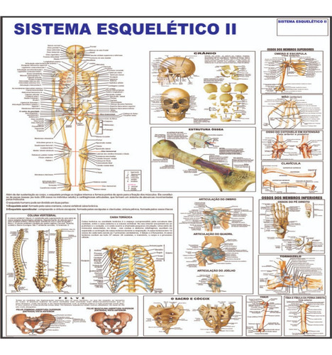 Mapa del Sistema Esqueleto II del Cuerpo Humano 120x90 cm