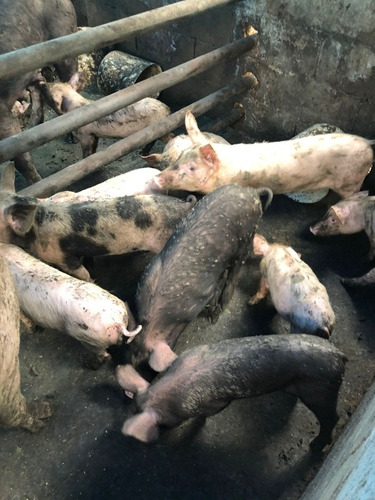 Imagen 2 de 4 de Se Venden Puerquitos!!