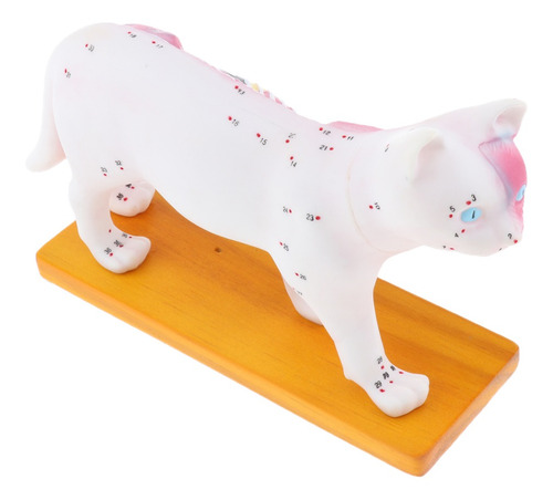 Imagem 8 de 10 de Modelo Anatômico De Acupuntura Para Gatos 1:1 Com