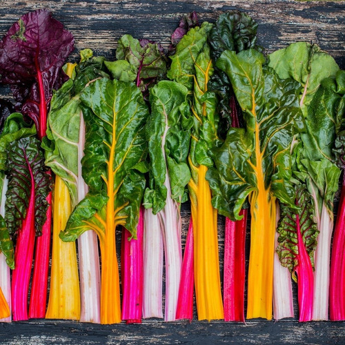 25 Semillas De Acelga Arcoiris Colores Nuevas Si Germinan