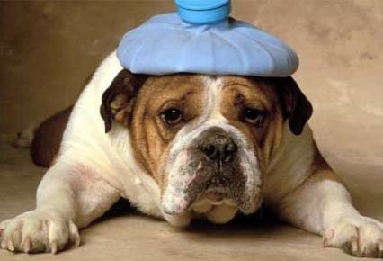 Imagen 5 de 6 de Veterinario A Domicilio, Permiso De Viaje Para Mascota