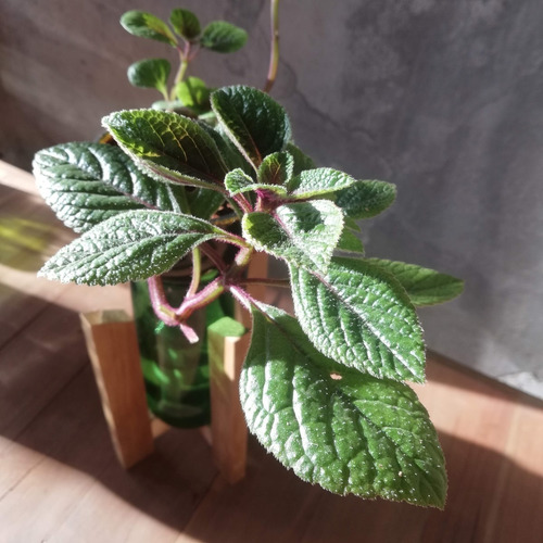 Dolar Negro Little Plant 24 Con Soporte, Maceta Autorregante