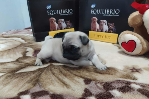 Imagen 6 de 7 de Hembritas Pug Carlino