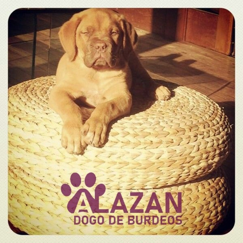 Dogo Burdeos 10 Marrón