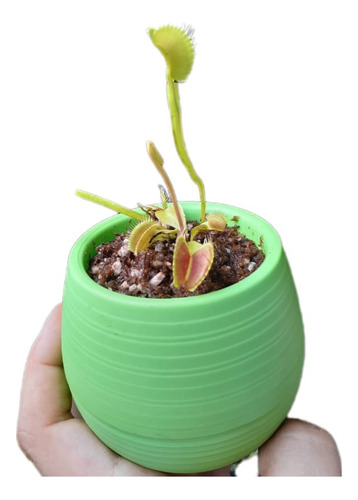 Planta Carnívora Para Regalar En Maceta Autorregable!!!!!!!!