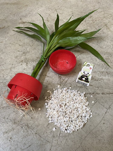 Lucky Bambu Da Sorte Hidrocultura Prosperidade Boa Energia