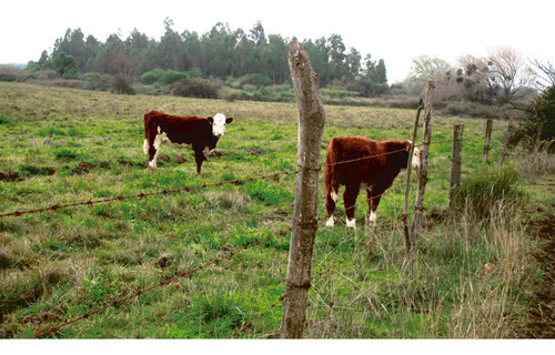 Propiedad Agrícola De Riego Con Derechos De Aguas Río Ñuble