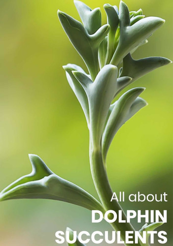 Imagen 2 de 3 de Senecio Peregrino Delfín Ch - Planta Suculenta Exótica