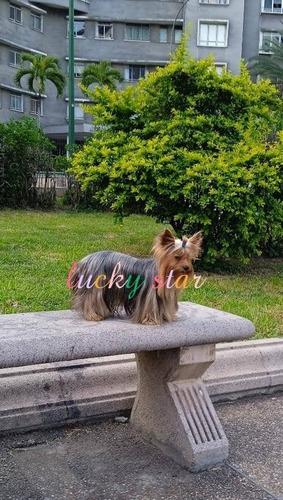 Imagen 4 de 5 de Yorkshire Terrier Mini Macho Para Monta