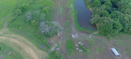 Imagen 5 de 20 de Hato En Edo. Guárico De Ganado Cebú En Venta
