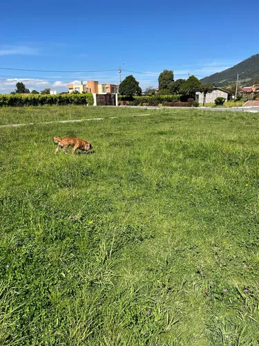 Lote En Tabio, Construye Tu Refugio Soñado En Tabio!