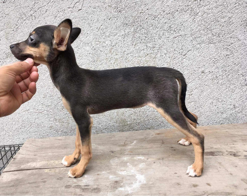 Xoloitzcuintle Miniatura Hembra Con Pelo Padre Pedigree