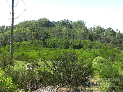Imagen 15 de 19 de Punta Del Este - Chacra Venta Usd 1.100.000