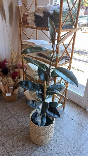 Planta De Interior Exterior Gomero  Ficus Elastica 130cm 