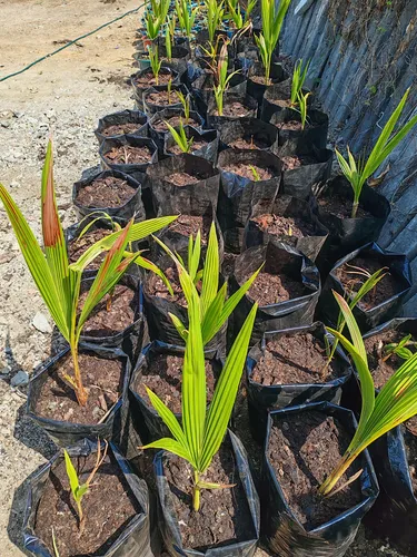 Plantas De Coco Para Sembrar