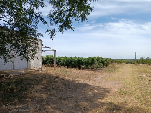 Imagen 5 de 5 de Chacra En Venta- Cno. Las Mulitas -melilla
