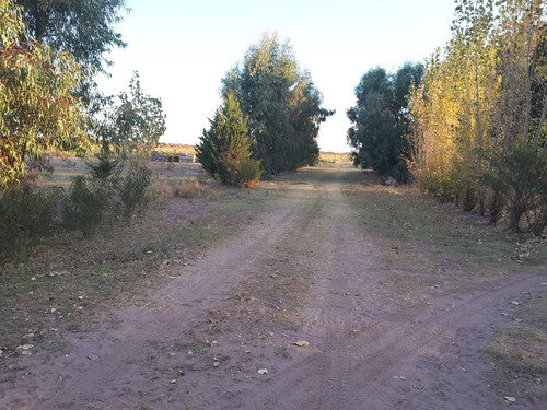Imagen 2 de 17 de Vendo Campo De 300ha, San Rafael, Mendoza