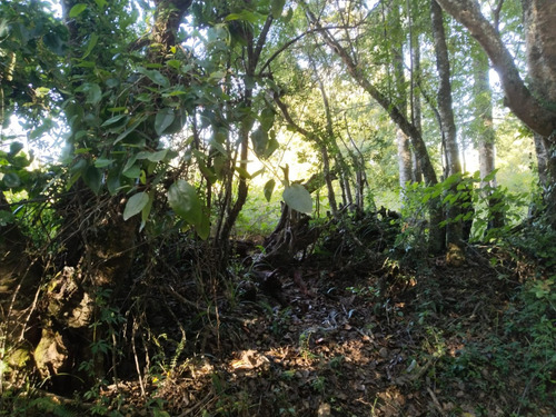 Parcela De 5000mtrs2, Sector Chucauco, Camino Vrca Freire