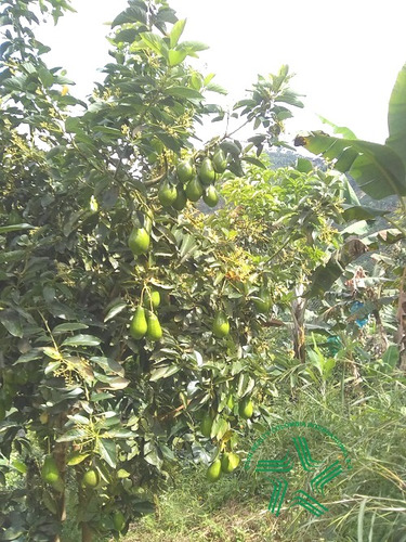 Imagen 9 de 22 de Finca Productiva A La Venta Via A Marsella