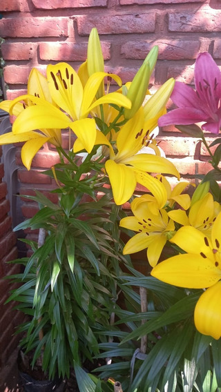 Lilium Blanco Planta | MercadoLibre ?