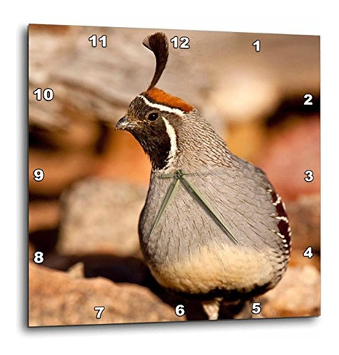 Dpp _ _ _ _ _ _ _ _ _ _ 84021 Danita Delimont  Aves  Gambels