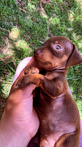 Imagen 5 de 5 de Cachorros Salchicha