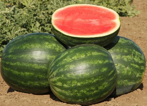 500 Semillas De Sandia Gigante Sin Semilla