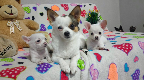 Lindos Chihuahuas 