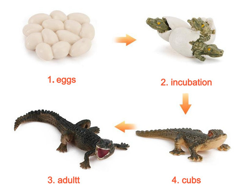 2 X Ciclo De Vida Animal Modelo Cocodrilo Niños Preescolar I