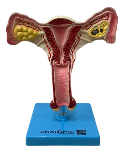 Modelo Anatômico Útero Humano Com Trompas Anatomic