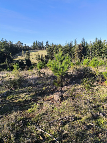 Parcelas Planas En Pichilemu, Orilla De Asfalto.