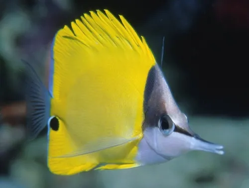 Pez Marino - Forcipiger Flavissimus - Pez Mariposa