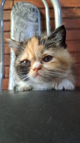 Imagen 2 de 3 de Gatos Persas