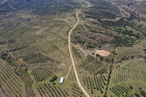 Chacras De 5 Hectarias Maldonado