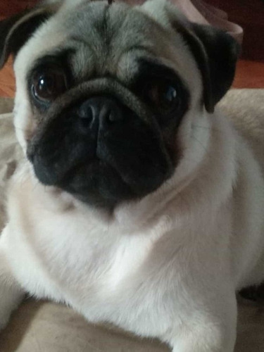 Imagen 1 de 1 de Busco Novia Pug Carlino