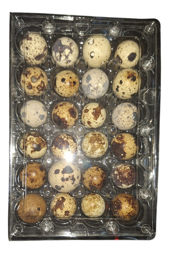 Huevos De Codorniz Envasados Granja Cotuí