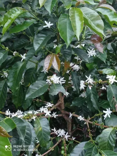 Vendo Hermosa Finca En Ibague