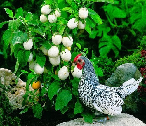 Semillas De Planta Del Huevo Solanum Ovigerum Ornamental