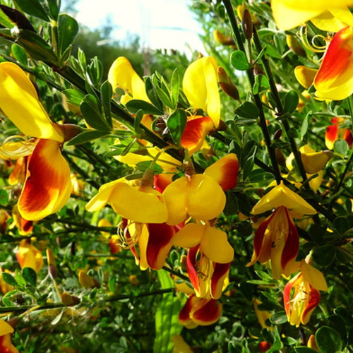 50 Semillas Retama/ Arbusto Perfumado Flor Bicolor