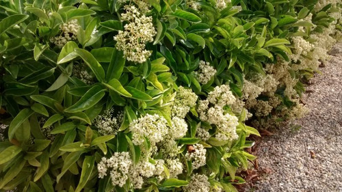 Árbol De Viburnum Lucido ( Odoratissimum L. ) Más Semillas  